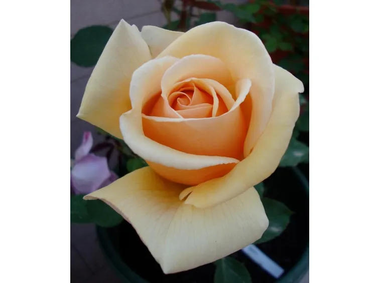 Foto di una rosa.