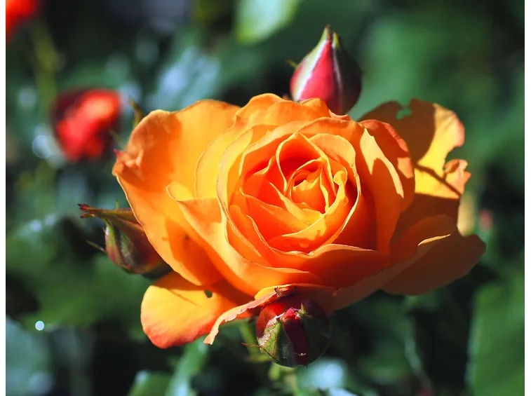 Risultato finale. Rosa fiorita.