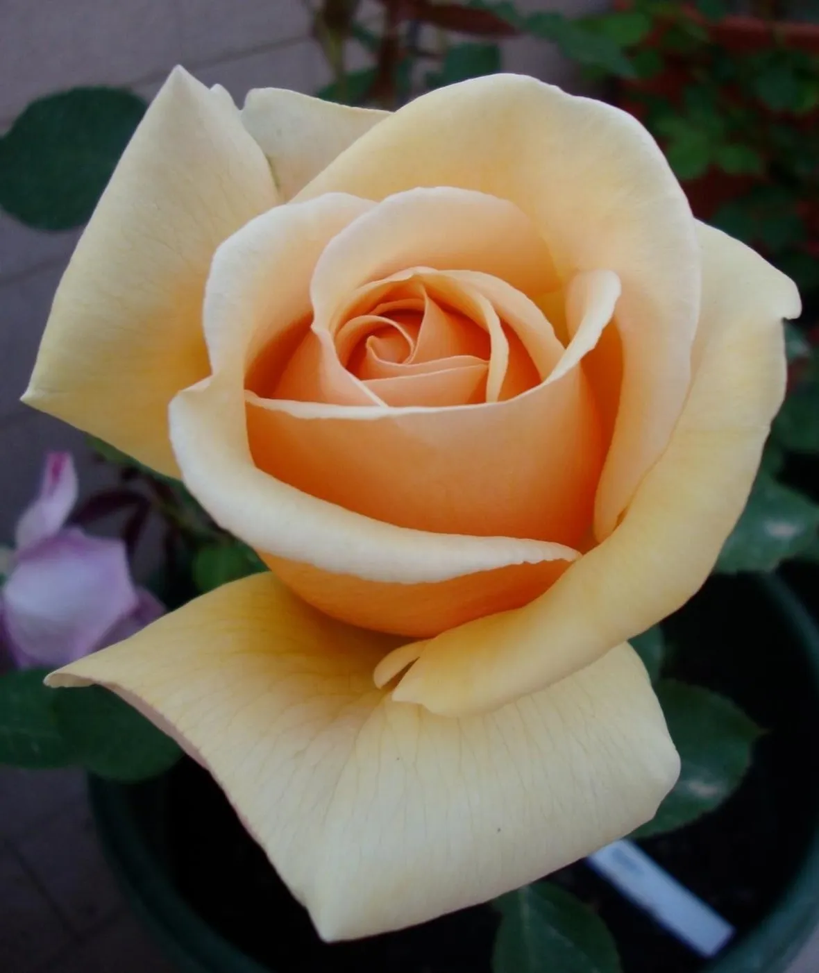 Foto di una rosa.