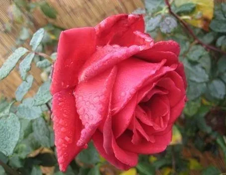 Concimazione rose