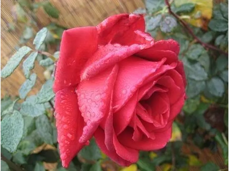 Concimazione rose