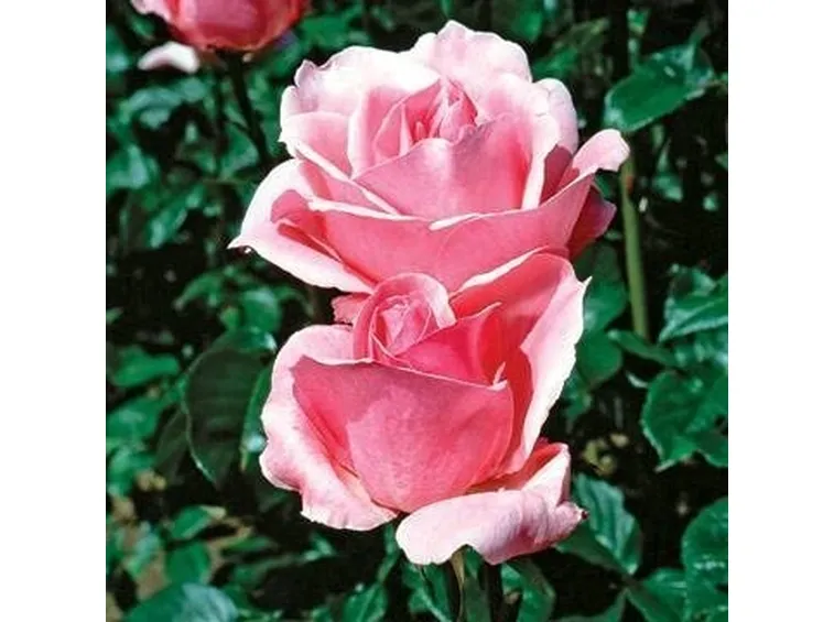Concimazione rose