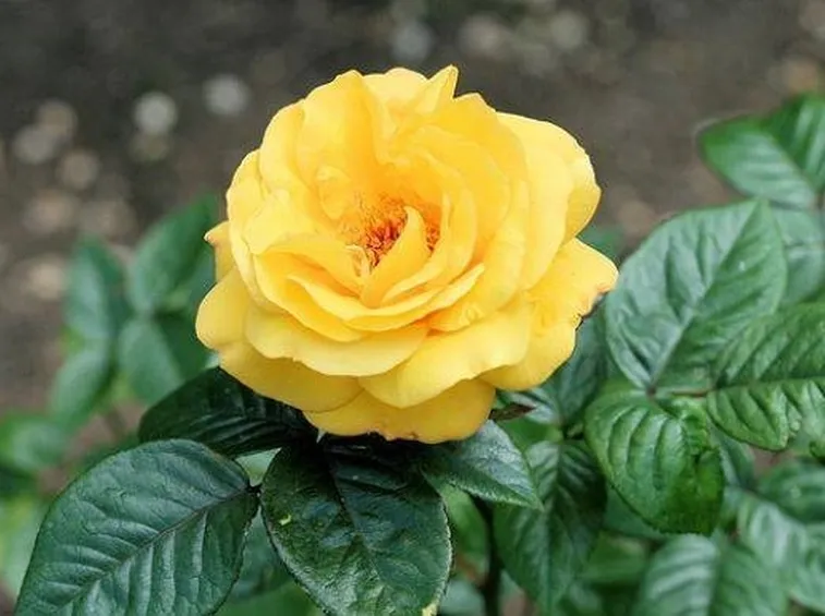 Concimazione rose