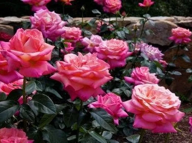 concimazione rose
