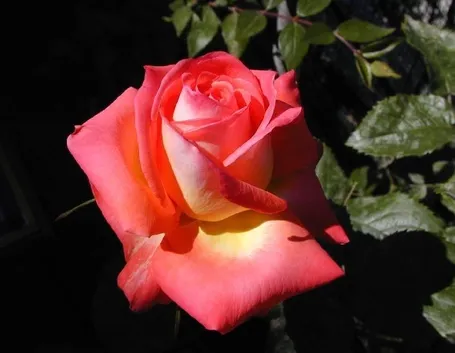 Fiore rosa color pesca