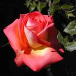 Fiore rosa color pesca