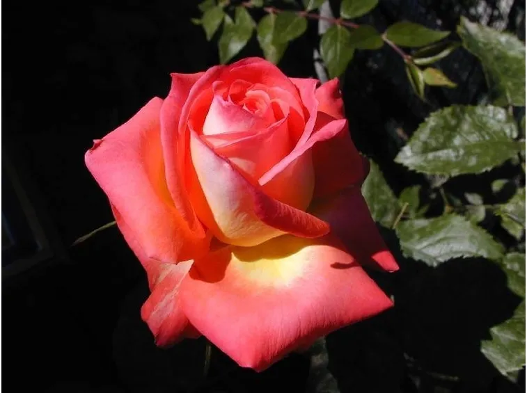 Fiore rosa color pesca
