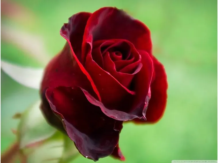 Bellissimo esemplare di rosa rossa.