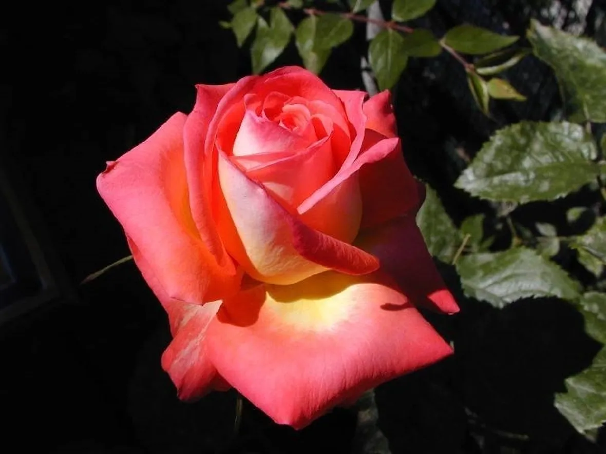 Fiore rosa color pesca