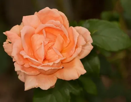rosa primo piano