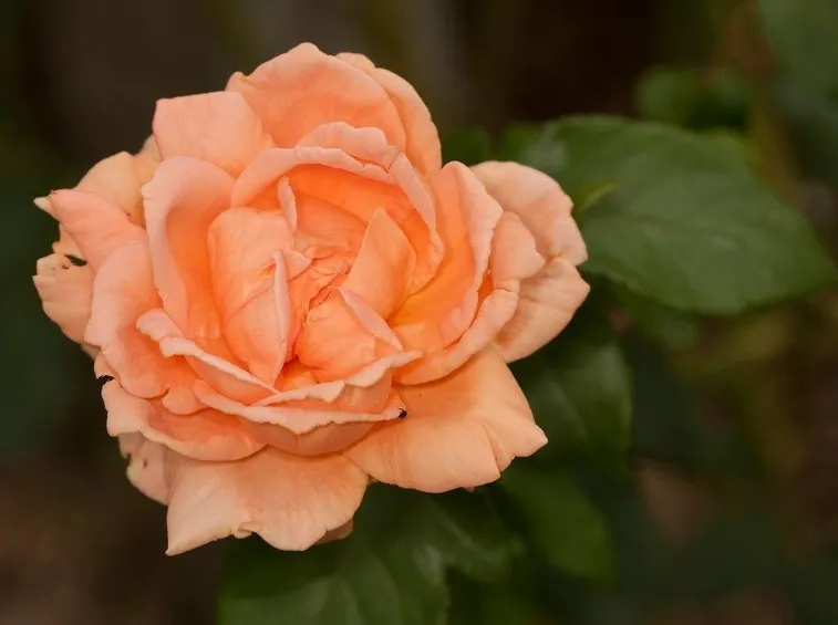 rosa primo piano