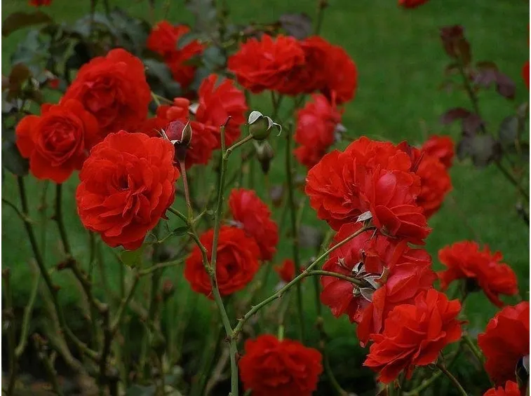 rose particolari