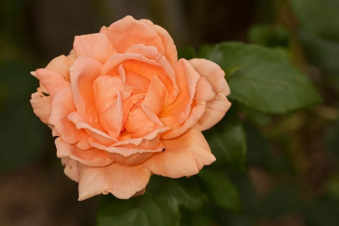 rosa primo piano