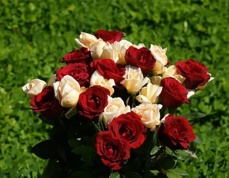 rosa ben tenuta