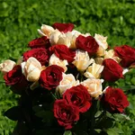 rosa ben tenuta