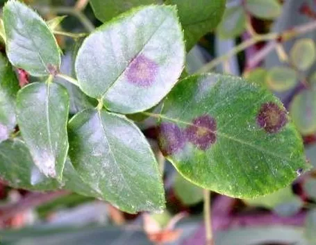 foglie di rosa malate