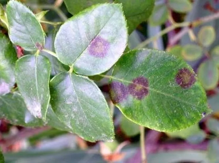 foglie di rosa malate