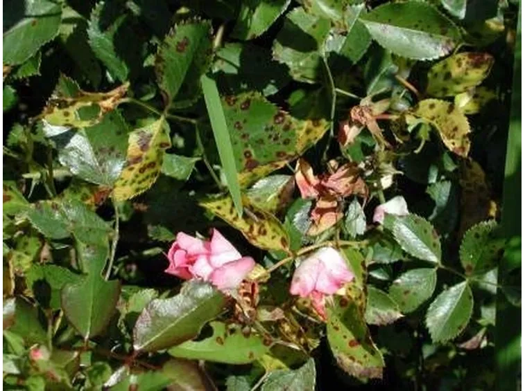 rosa colpita
