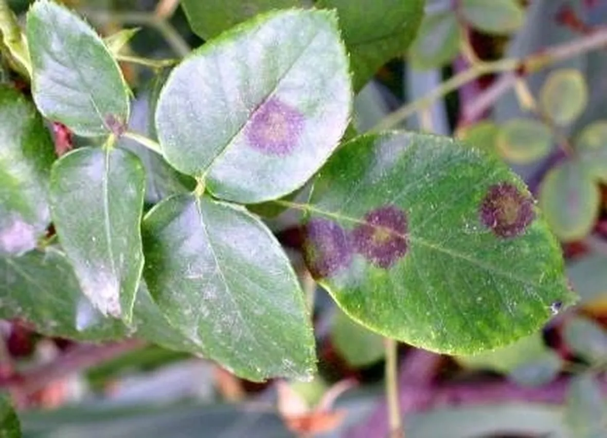foglie di rosa malate