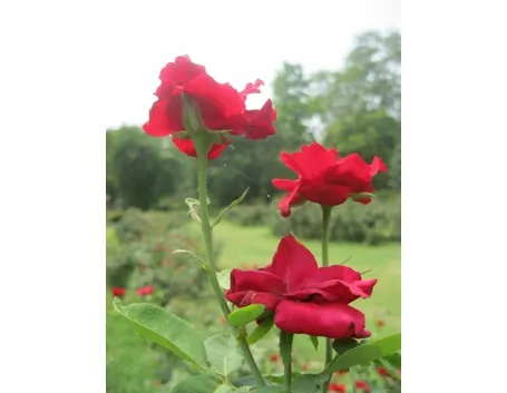 rosa in salute