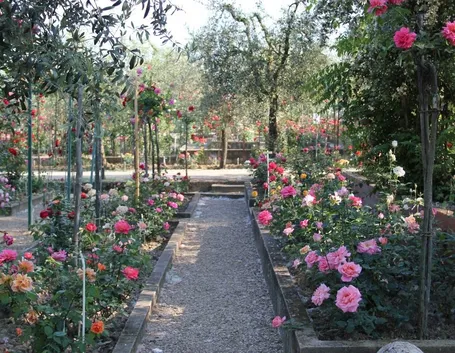Un esempio di roseto
