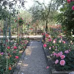 Un esempio di roseto