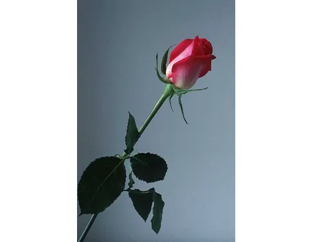 rosa romantica