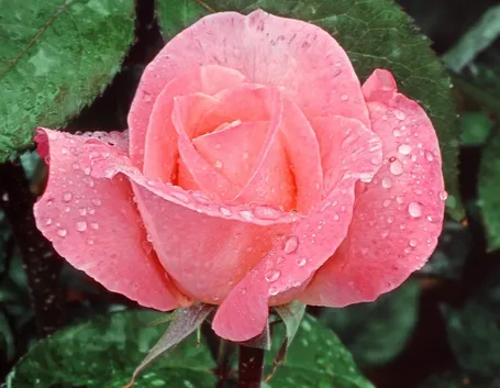 rosa con rugiada