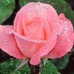 rosa con rugiada