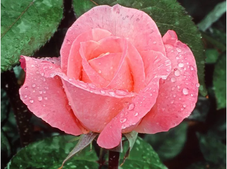 rosa con rugiada