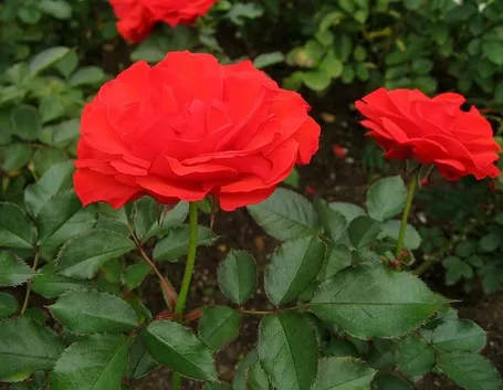 Rosa 