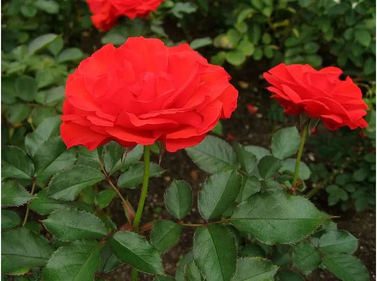 Rosa