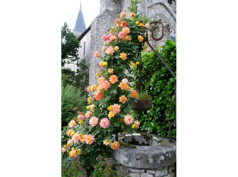 Rosa rampicante