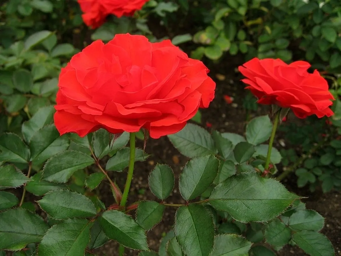 Rosa