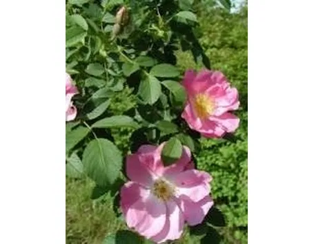 rosacanina1