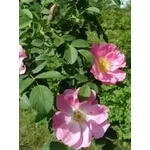 rosacanina1