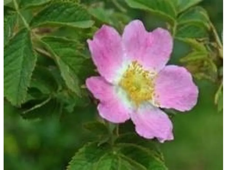 rosacanina3