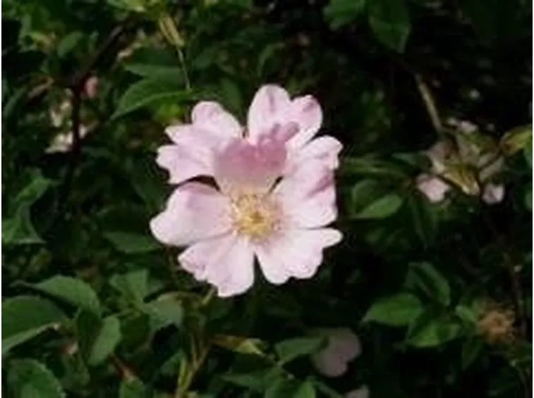 rosacanina4