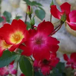 La Rosa cocktail