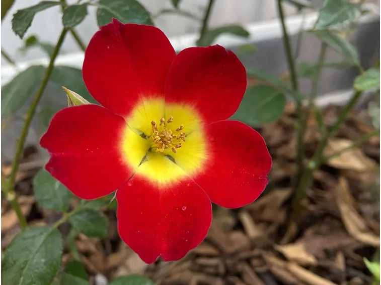 La Rosa cocktail in habitat