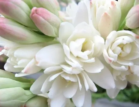 Un bouquet di tuberose