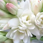 Un bouquet di tuberose