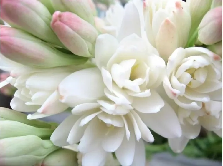 Un bouquet di tuberose