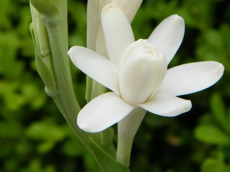 Un esemplare di tuberosa che sta per sbocciare completamente