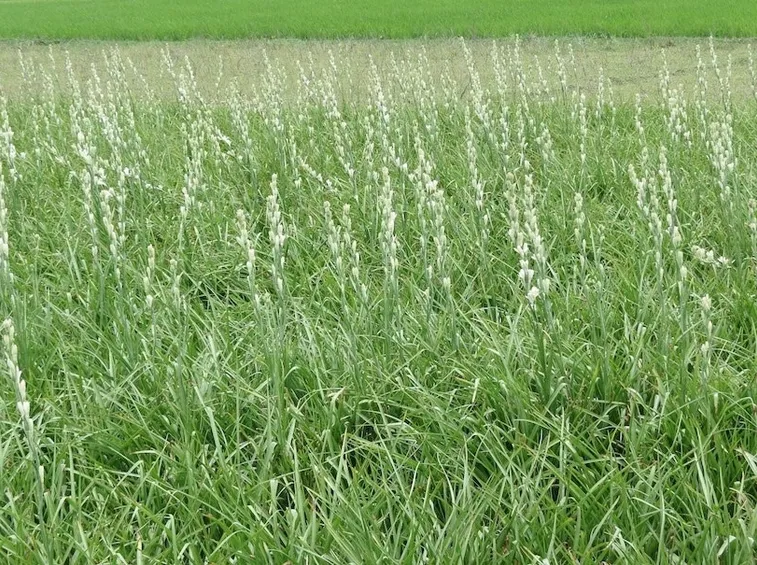 Un campo coltivato di tuberose