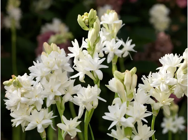 Una tuberosa della varietà perla
