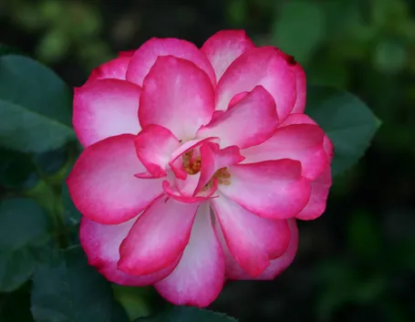 Rosa floribunda