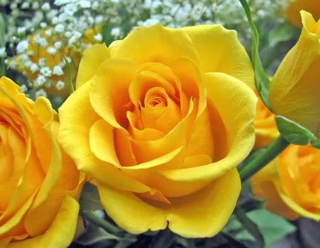 Rosa gialla
