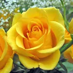 Rosa gialla