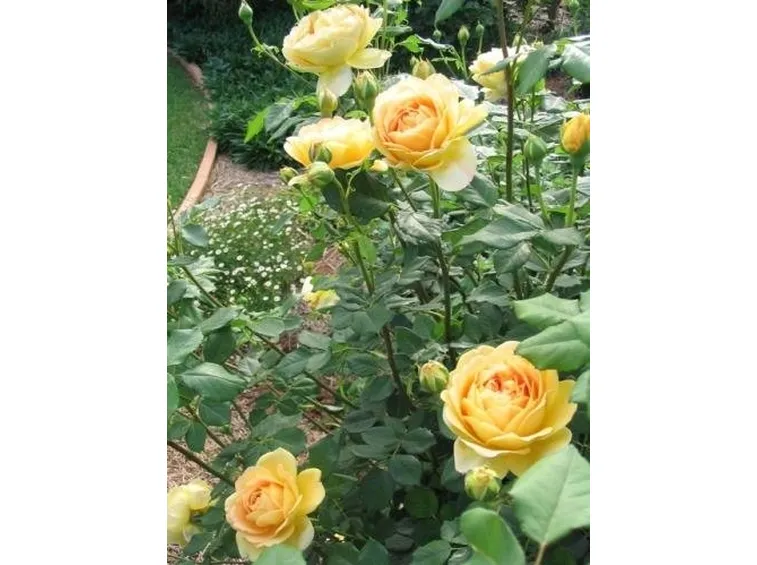 Rosa gialla